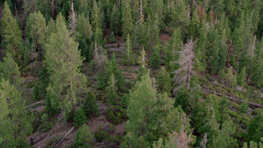 Large forest of trees and hilly landscape