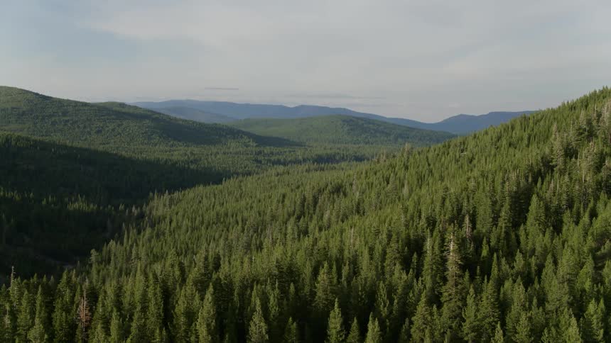 Approaching a large forest at golden hour aerial
