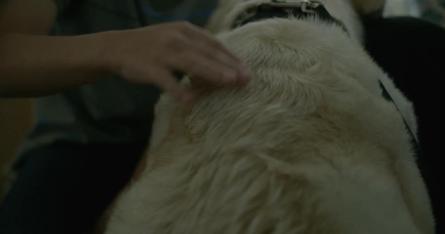 A boy is petting is big white dog