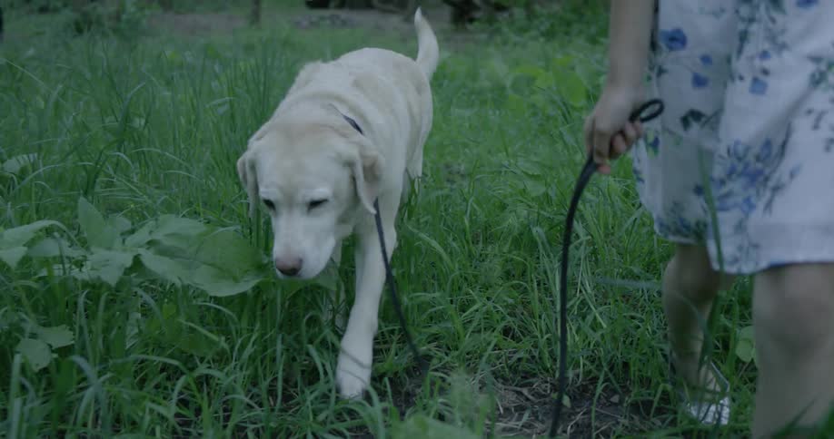 A girl walks a dog through a grassy field