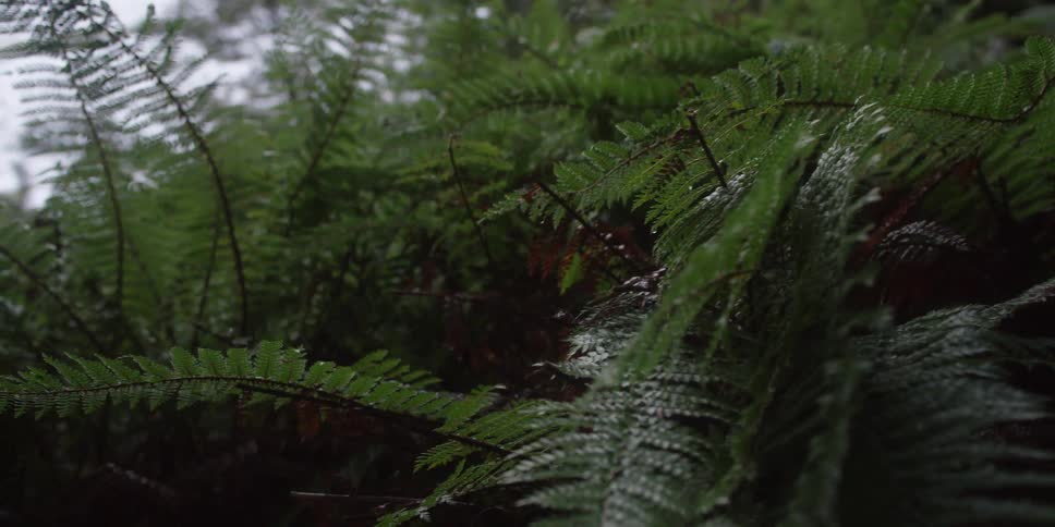 Ferns in the rain
