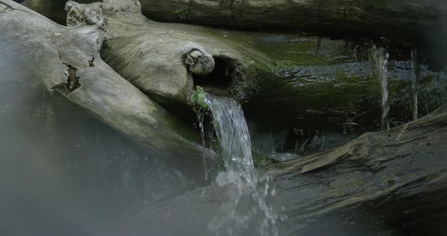 Water flows through driftwood in a stream