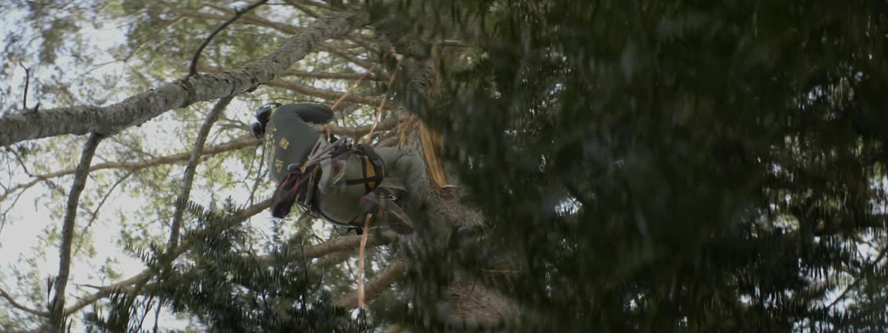 Man climbs up a tree hanging from ropes