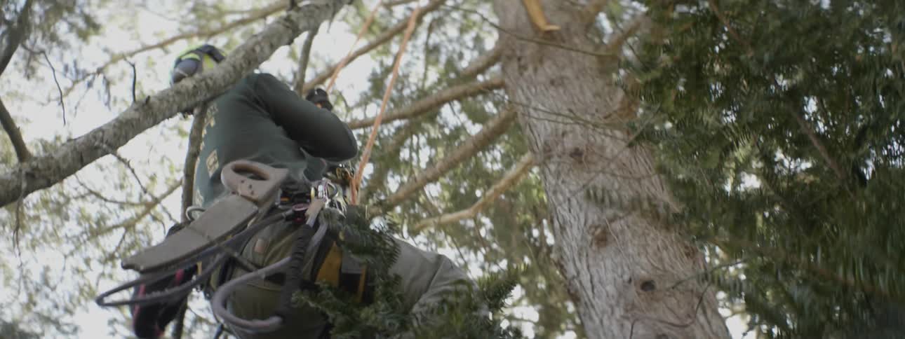 A person climbs up a tree using a rope