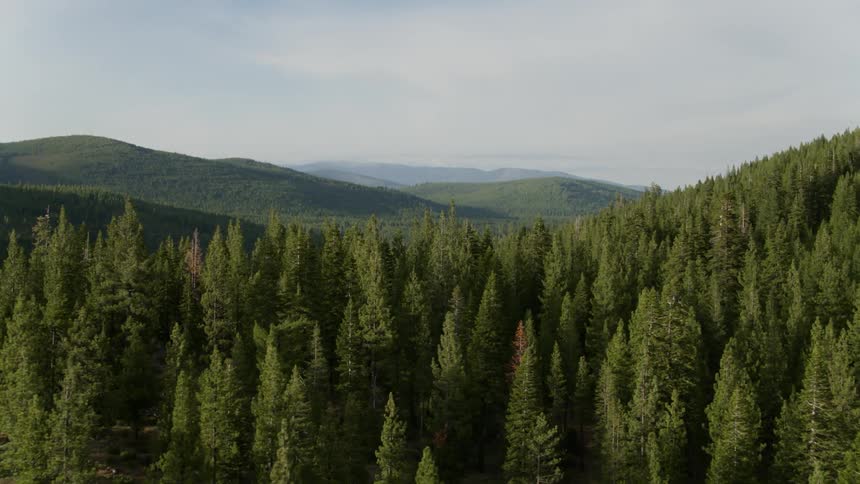 Large forest of trees and hilly landscape