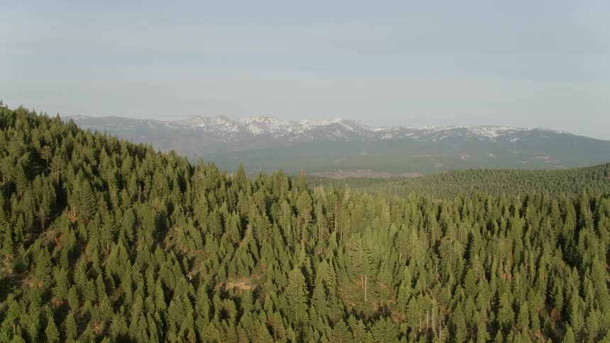 A forest of pine trees covers the hills in a mountain range
