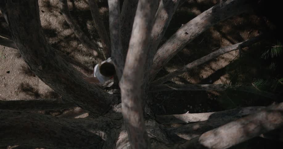 Child climbs a tree on a sunny day
