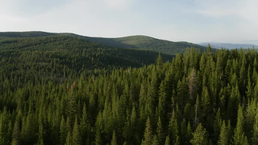Tall trees cover a hilly lush landscape