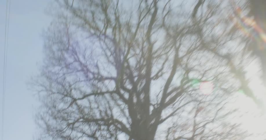 The sky is clear with many barren trees