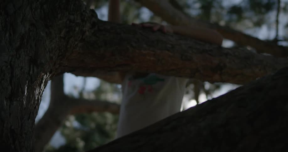 A child is climbing a tree on a sunny day