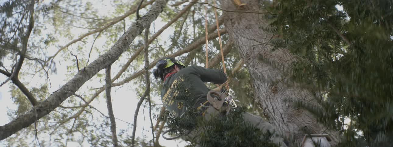 A arborist climbs up a tree with harnesses on