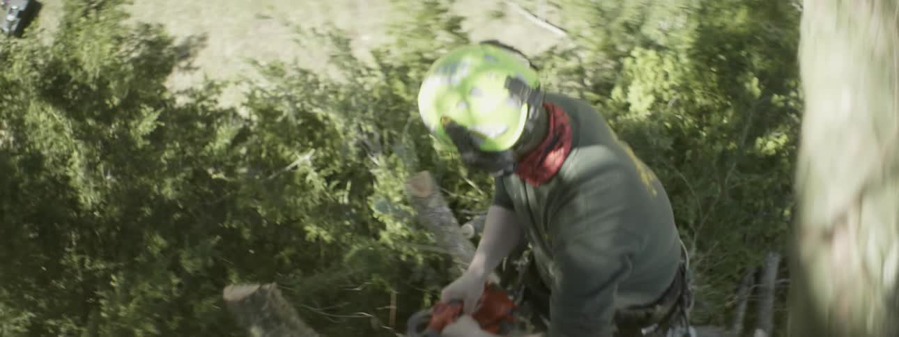 A tree arborist cuts a tree branch