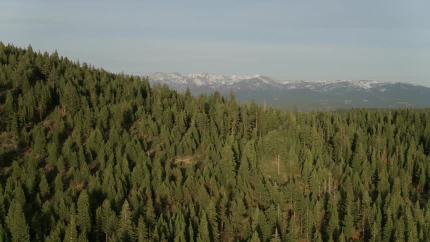Tall trees tower in the forest atop a mountain