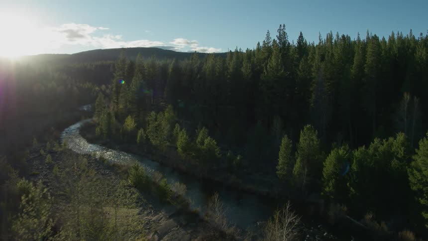 Drone fly over tall trees that line both sides of a stream at sunset