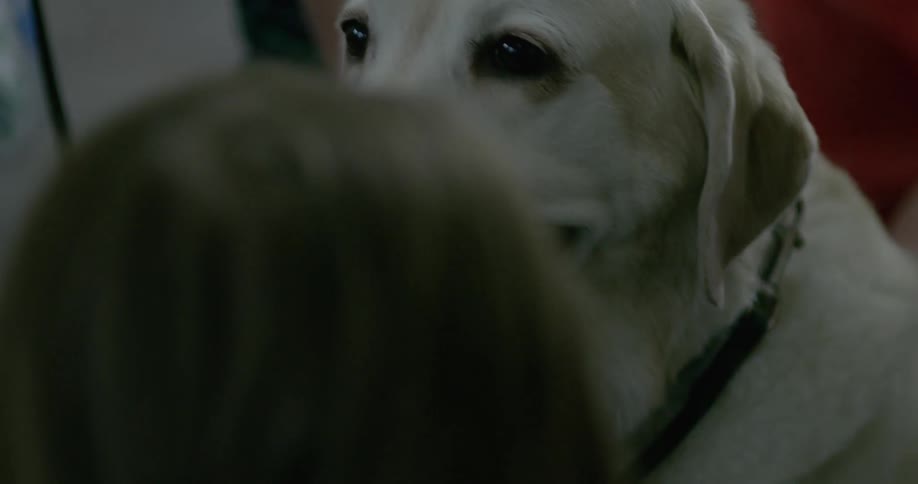 Kids pet a golden lab