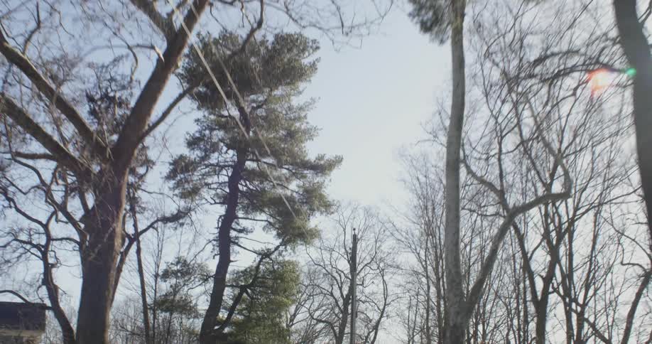 The power lines run right past the tall trees