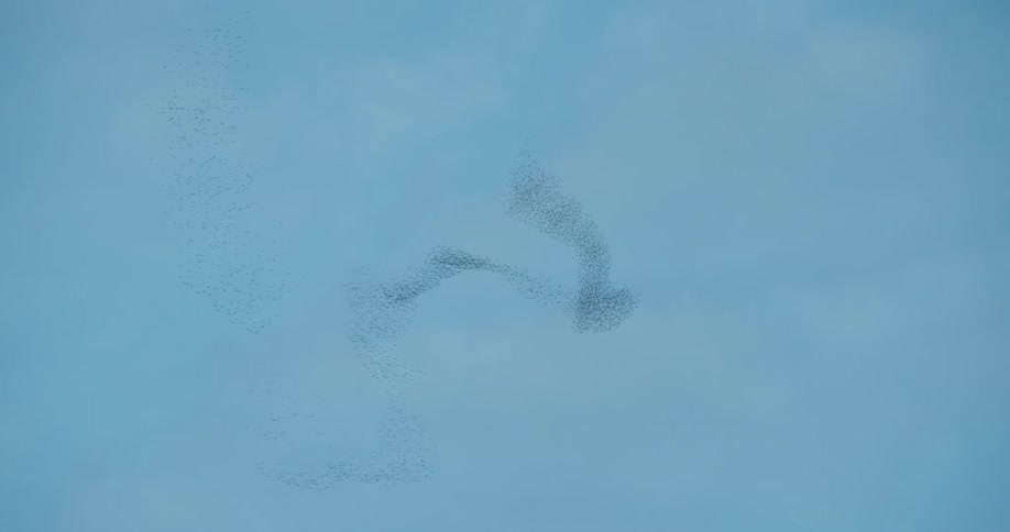 Flock of birds migrating