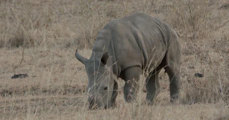 Baby rhino grazing in dry weeds