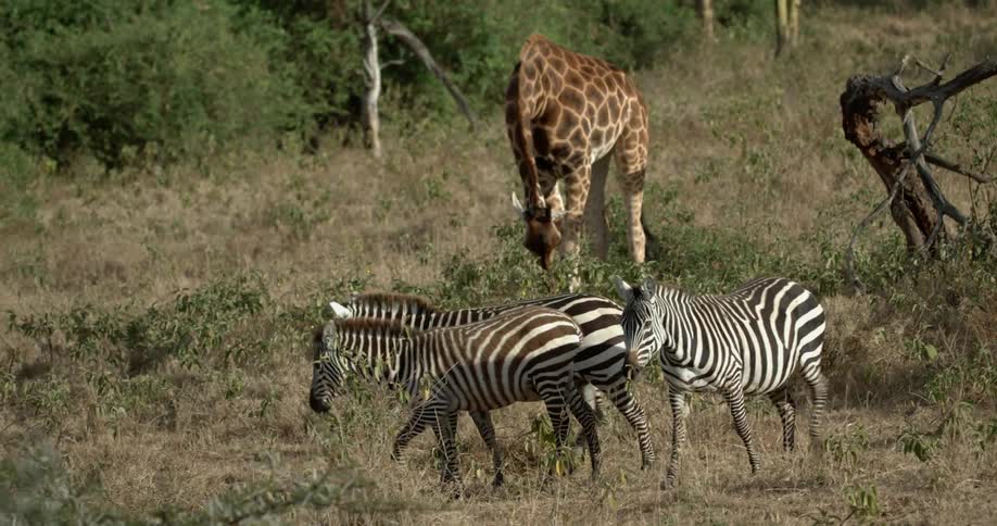 A giraffe grazes by a herd of zebras