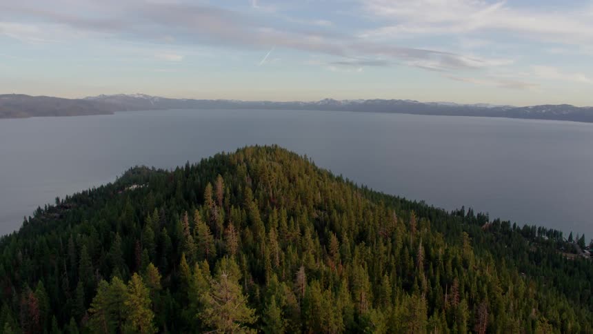 Tall trees tower in the forest next to a lake