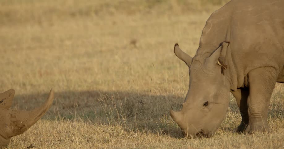 Rhino's eat grass as birds fly near them