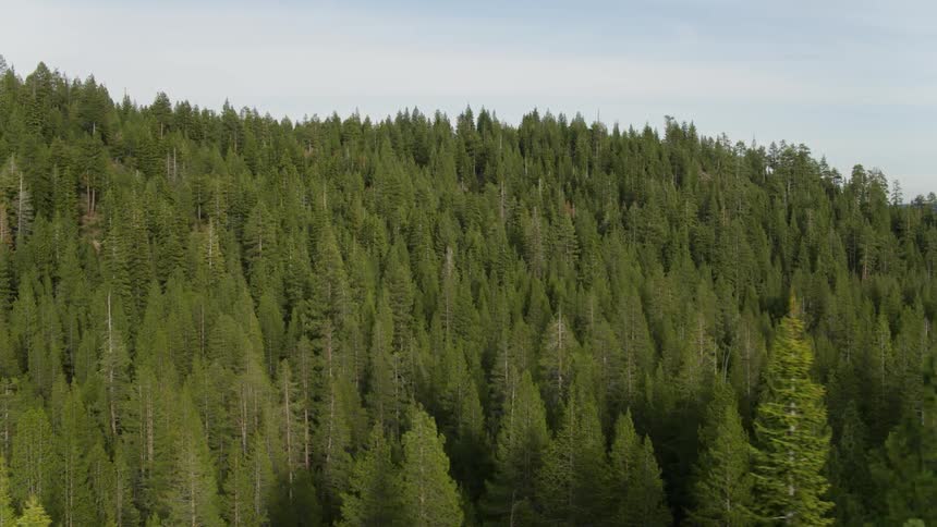 Sideways aerial shot of a forest full of trees on the mountain