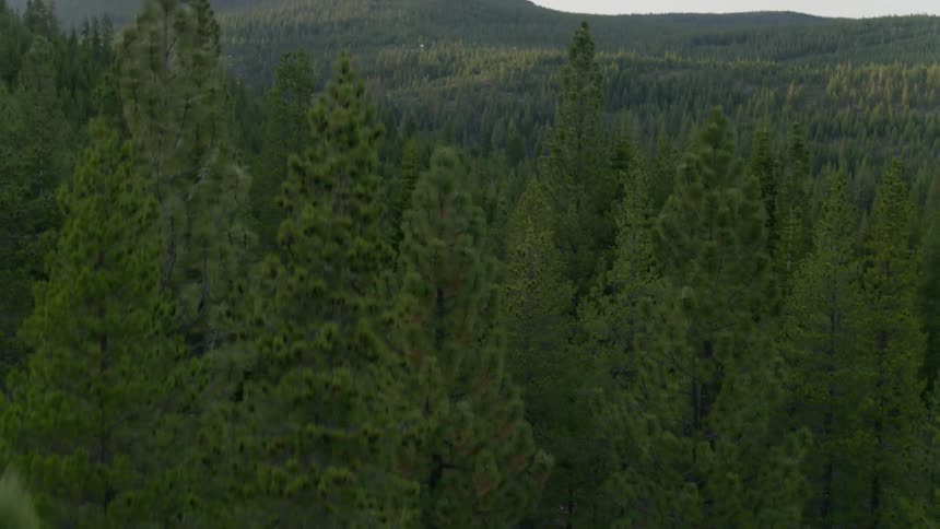 The tall trees line the hills on a cloudy day