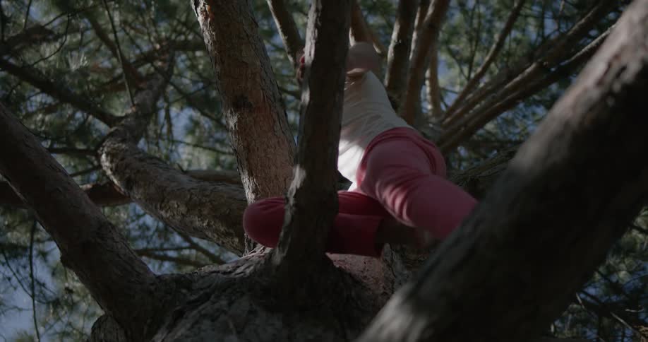 Child climbs a large tree on a sunny day