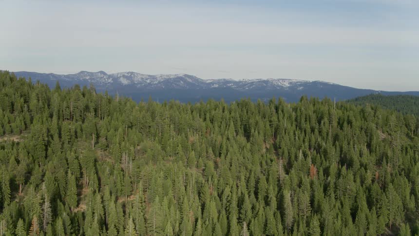 The tree tops of a mountain forest