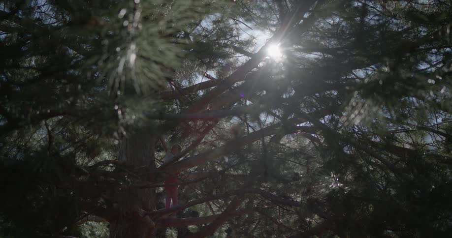 Sunlight shines through tree branches