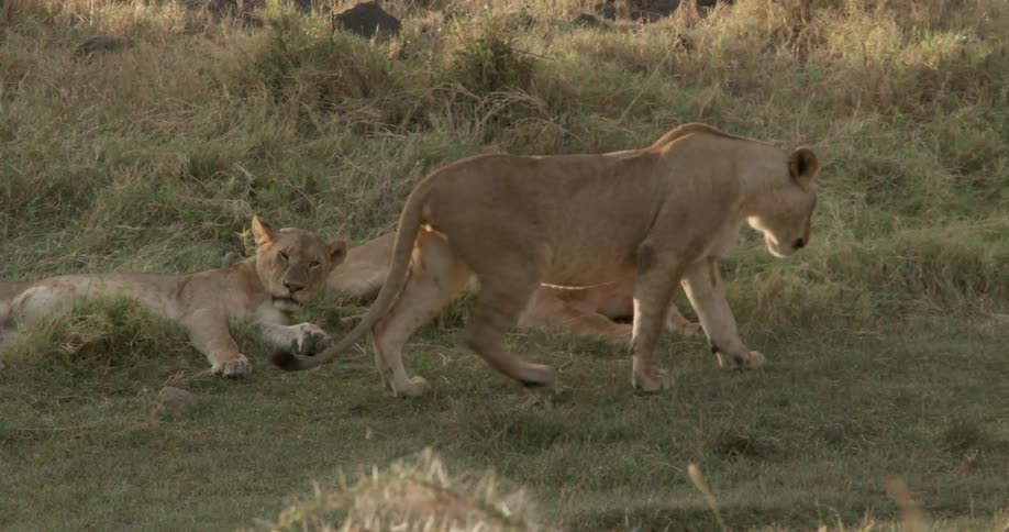 A lion walks over to other lions to lay down