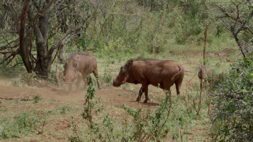 Two wild boar with piglets running around them