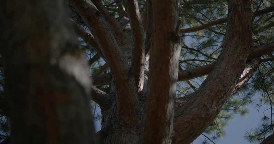 Tree branches hang off of a thick tree trunk