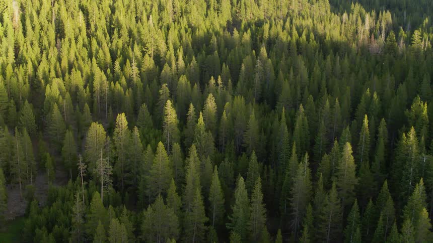 The forest is full with many trees on a sunny day