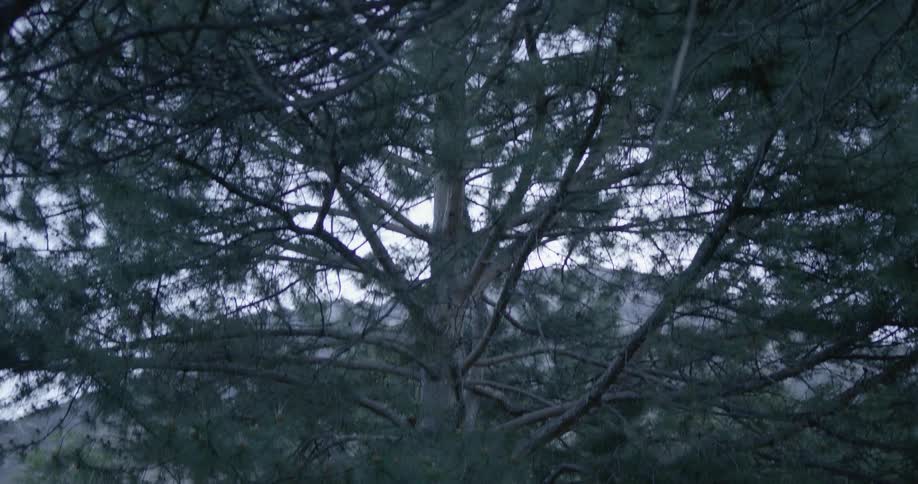 Large tree stands tall in the daylight
