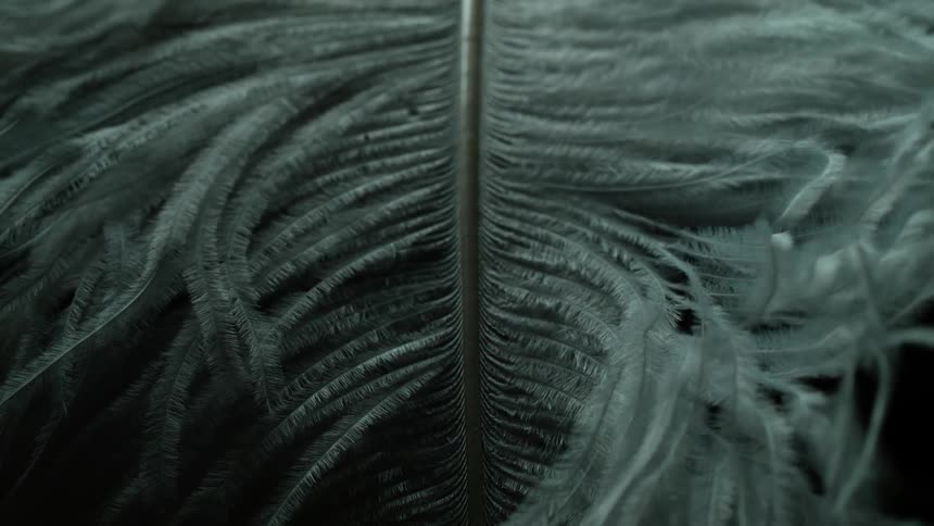 The barbs of a feather being blown by wind