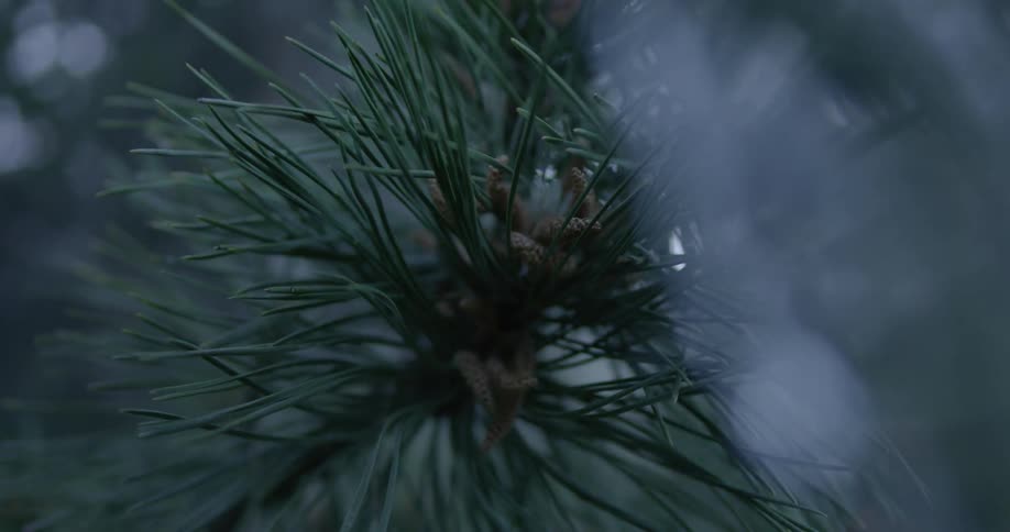 The branch of a pine tree