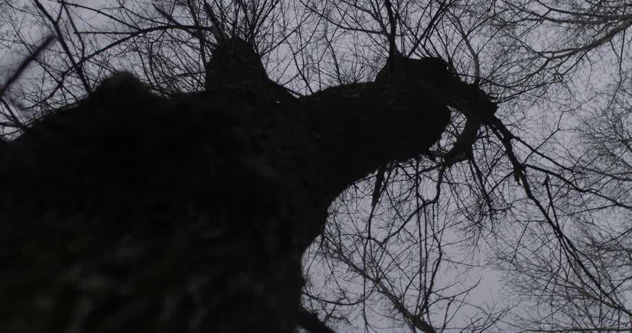 A tall tree bare of leaves towers into the sky