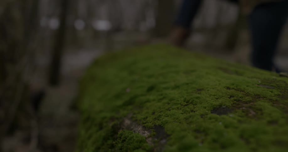 People stepping onto and over a moss covered log