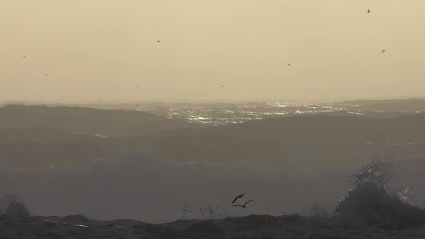 Birds fly above the tall ocean waves