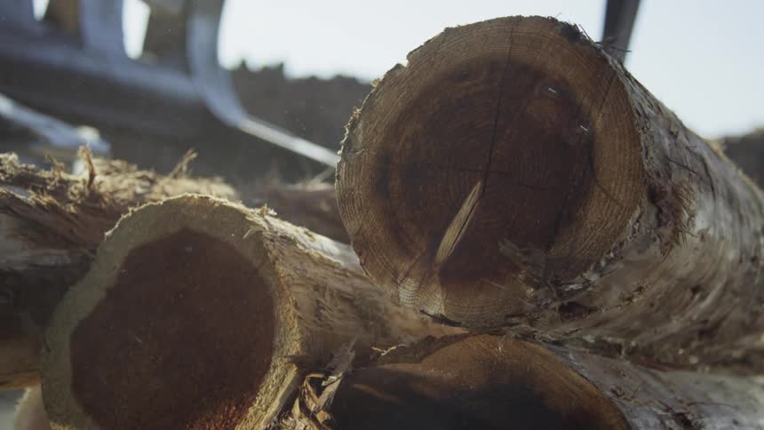 Logs roll off of a vehicle into a pile