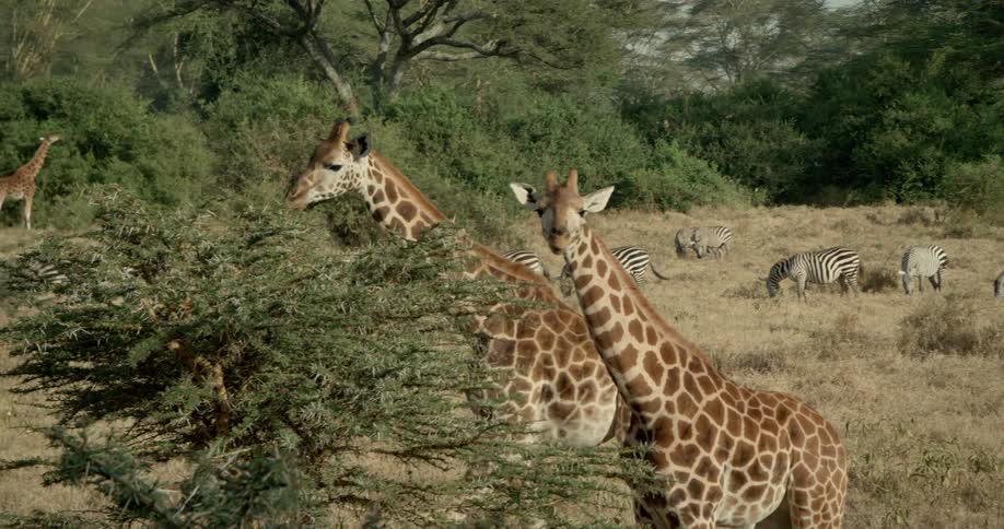 Giraffes and zebras graze