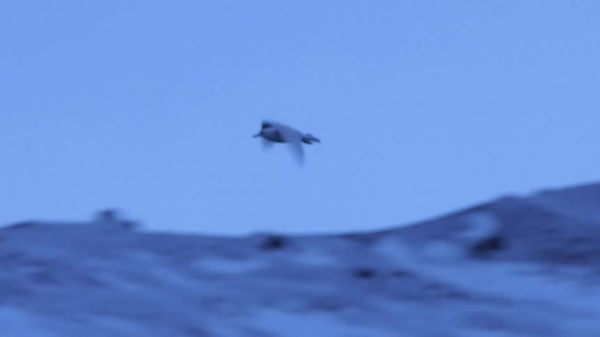 A bird flies over snowy mountain ridges