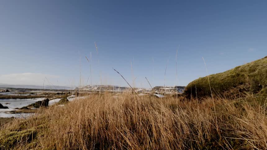 Wind blows the dry tall grass on a sunny day