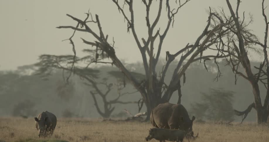 Rhinos and a warthog near  dead trees