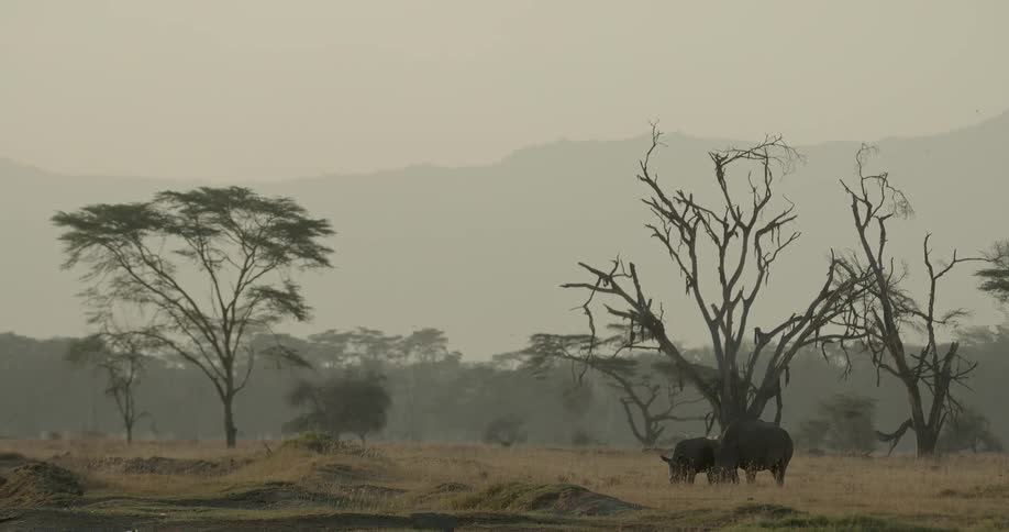 Animals are together in the distance on this field