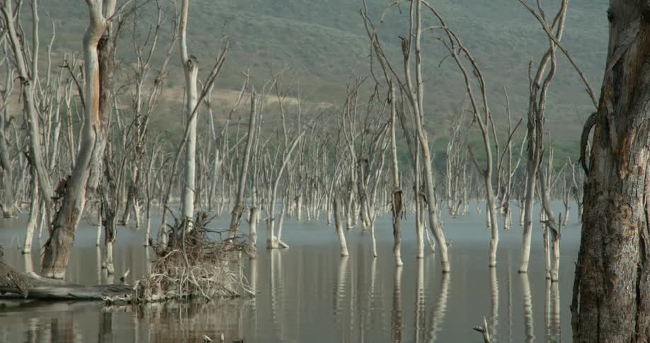 Dead trees are in the water