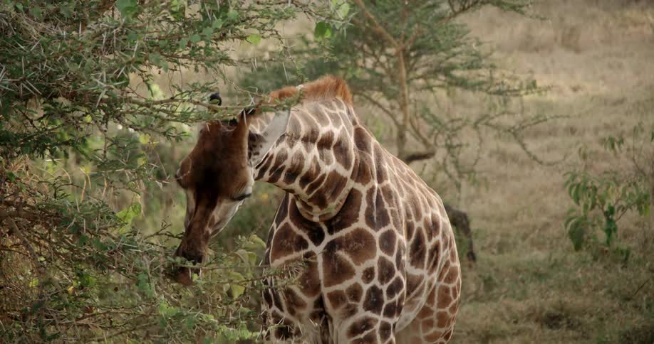 Giraffe eating leaves off of a tree