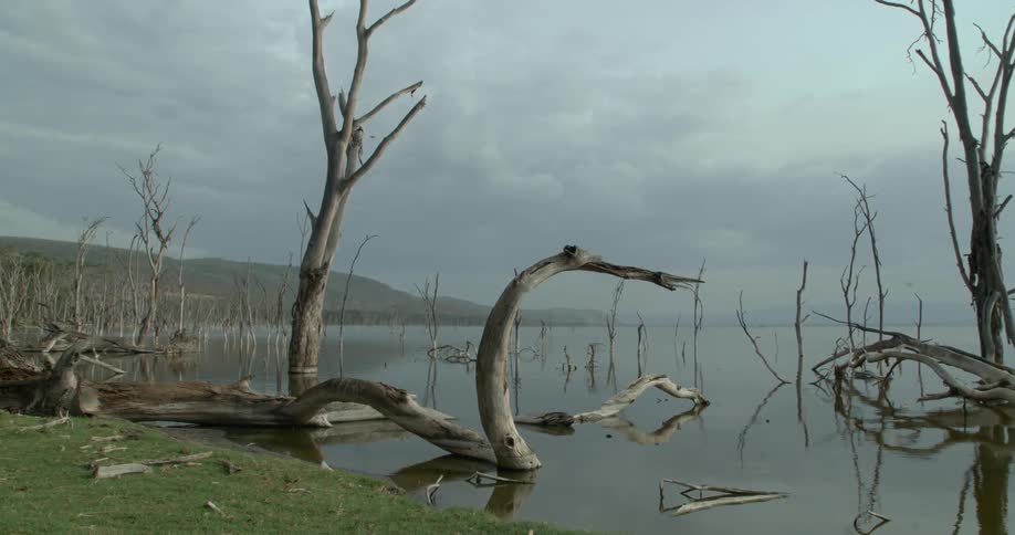 Driftwood is scattered along the shoreline of a lake