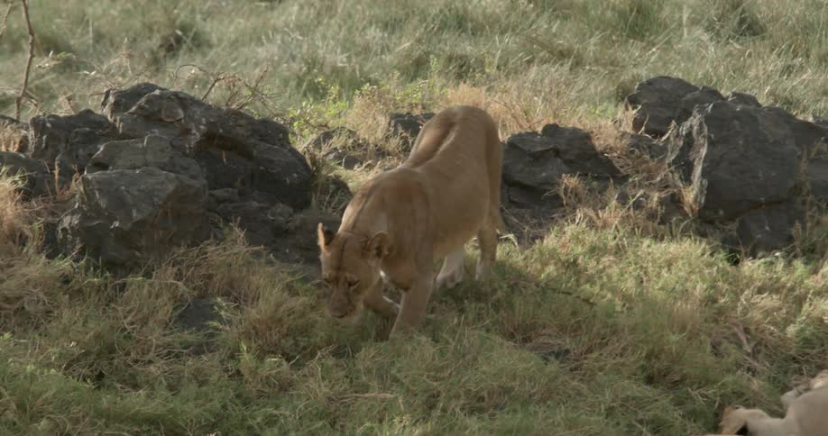 A lion walks down a grassy hill